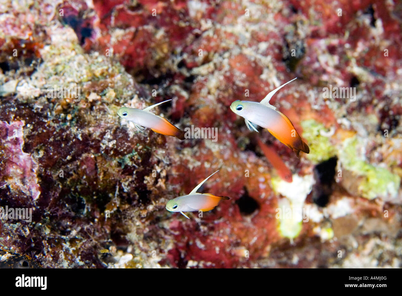 Tre rosso fuoco Dartfish, Nemateleotris magnifica, noto anche come Rosso Fuoco ghiozzo Foto Stock