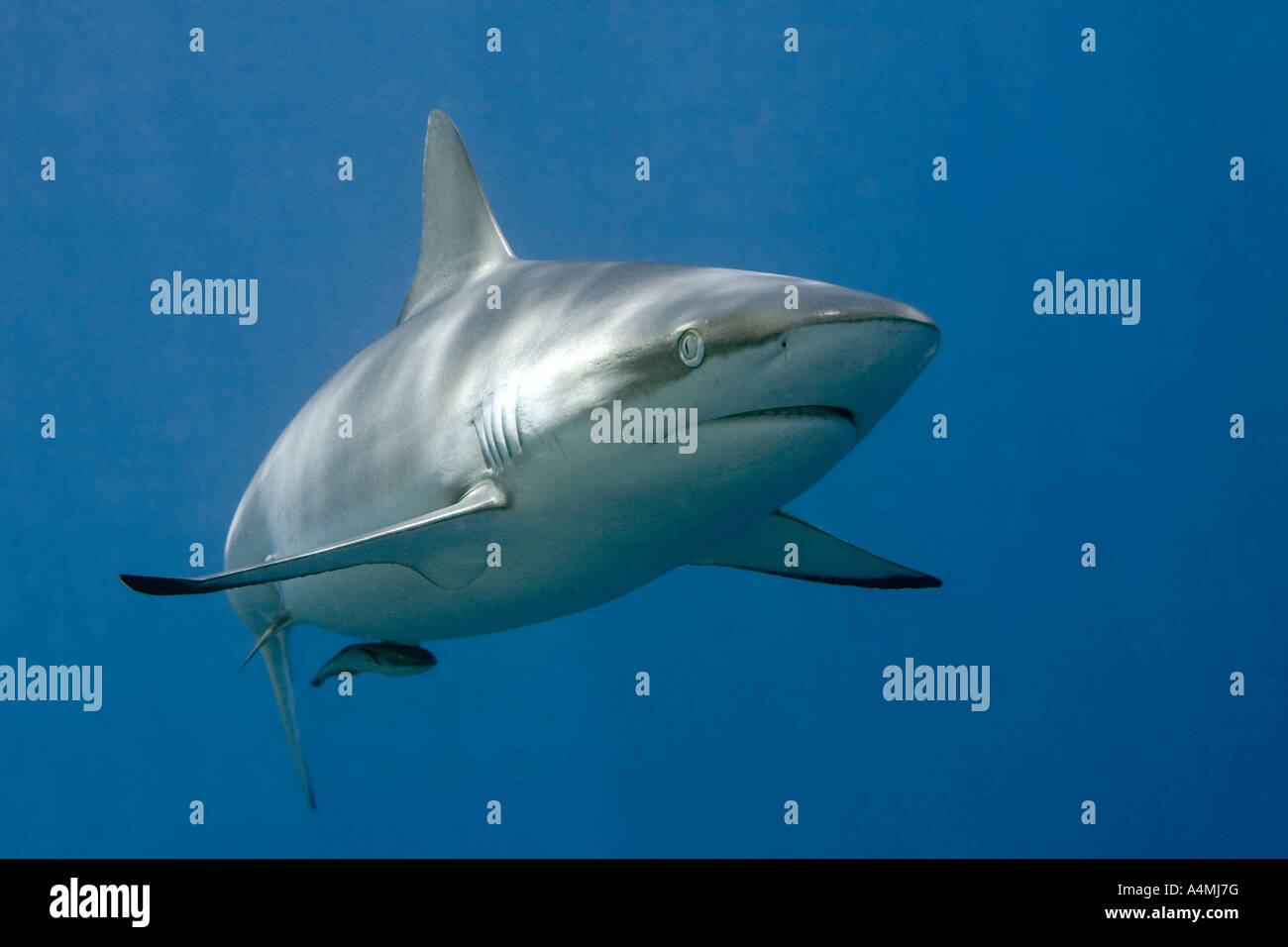 Un grey reef shark noto anche come un grigio whaler shark con una remora Foto Stock