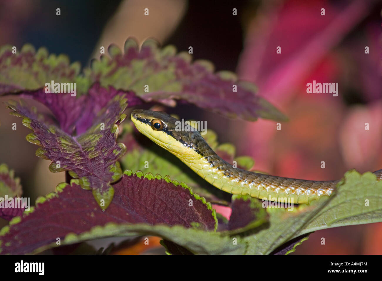 Salomone Tree Snake, Dendrelaphis salomonis. Noto anche come Dendrelaphis calligaster Foto Stock