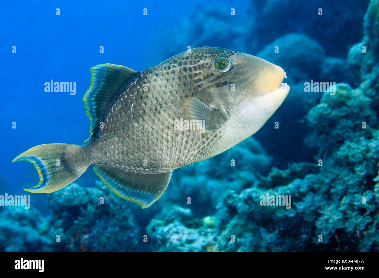Yellowmargin pesci balestra, Pseudobalistes flavimarginatus, nuotare lungo la barriera corallina. Questi pesci possono diventare molto aggressivo quando coniugata Foto Stock