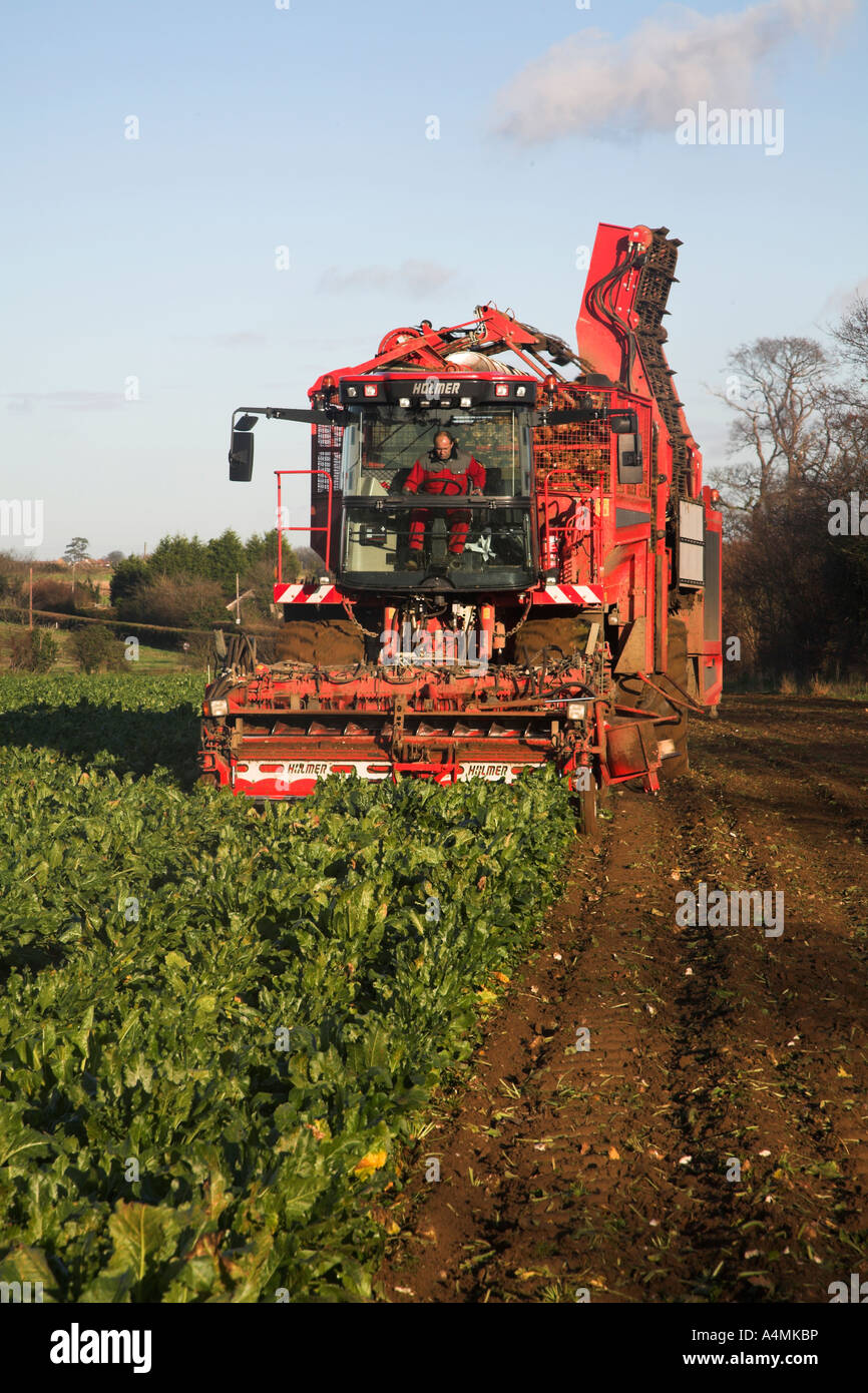 Holmer Terra Dos 3 barbabietola da zucchero harvester Rendlesham, Suffolk, Inghilterra Foto Stock