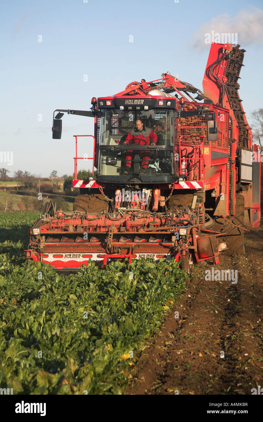Holmer Terra Dos 3 barbabietola da zucchero harvester Rendlesham, Suffolk, Inghilterra Foto Stock
