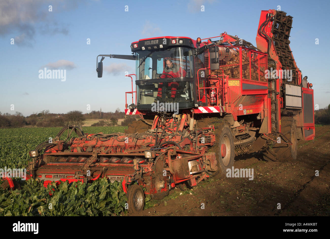 Holmer Terra Dos 3 barbabietola da zucchero harvester Rendlesham, Suffolk, Inghilterra Foto Stock