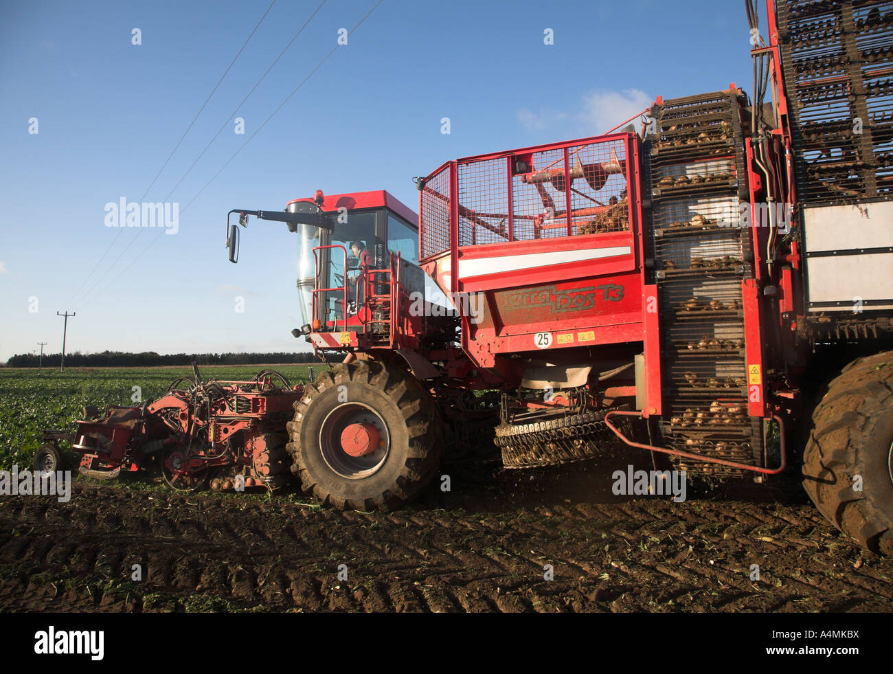 Holmer Terra Dos 3 barbabietola da zucchero harvester Rendlesham, Suffolk, Inghilterra Foto Stock