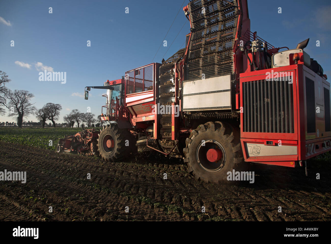 Holmer Terra Dos 3 barbabietola da zucchero harvester Rendlesham, Suffolk, Inghilterra Foto Stock