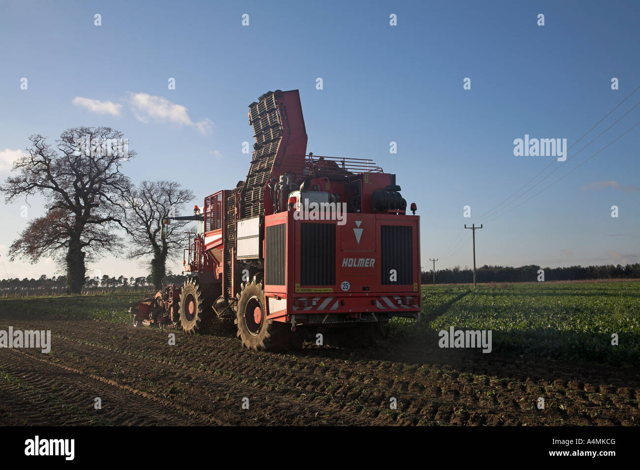 Holmer Terra Dos 3 barbabietola da zucchero harvester Rendlesham, Suffolk, Inghilterra Foto Stock