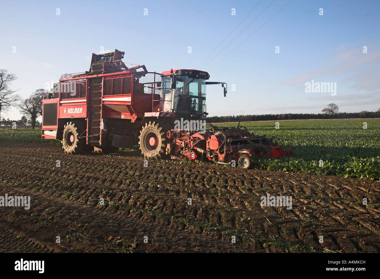 Holmer Terra Dos 3 barbabietola da zucchero harvester Rendlesham, Suffolk, Inghilterra Foto Stock