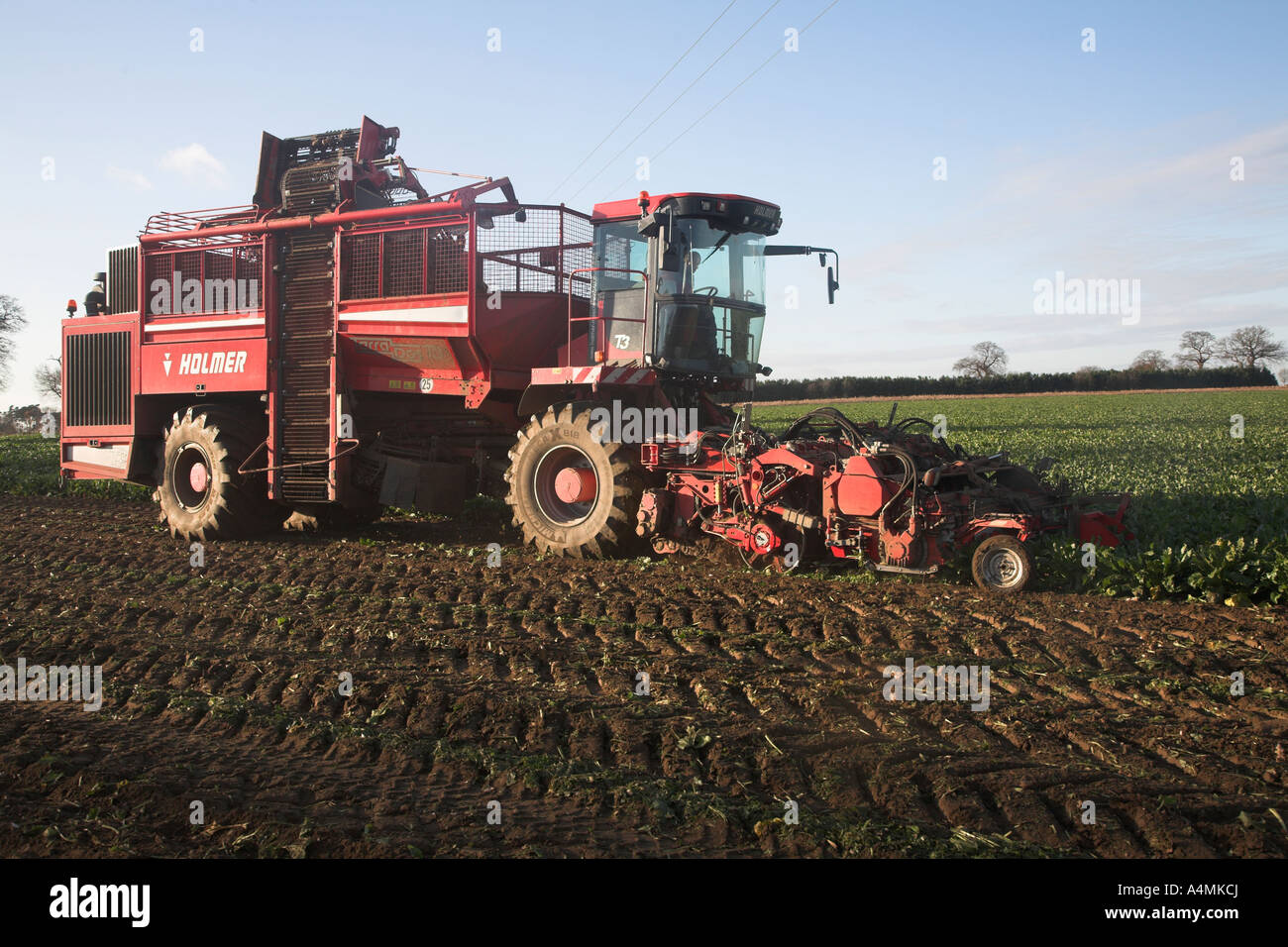 Holmer Terra Dos 3 barbabietola da zucchero harvester Rendlesham, Suffolk, Inghilterra Foto Stock