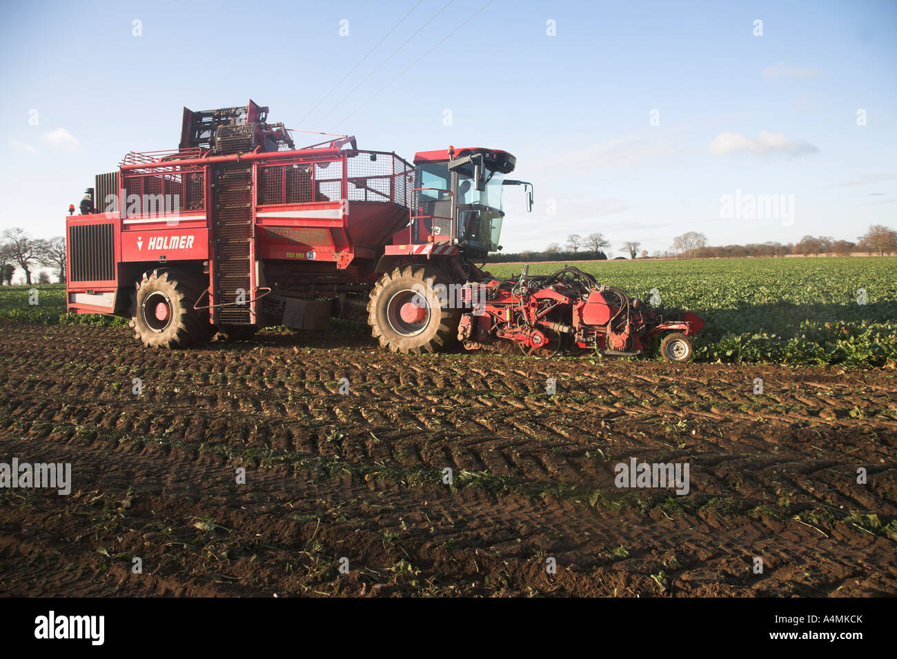 Holmer Terra Dos 3 barbabietola da zucchero harvester Rendlesham, Suffolk, Inghilterra Foto Stock