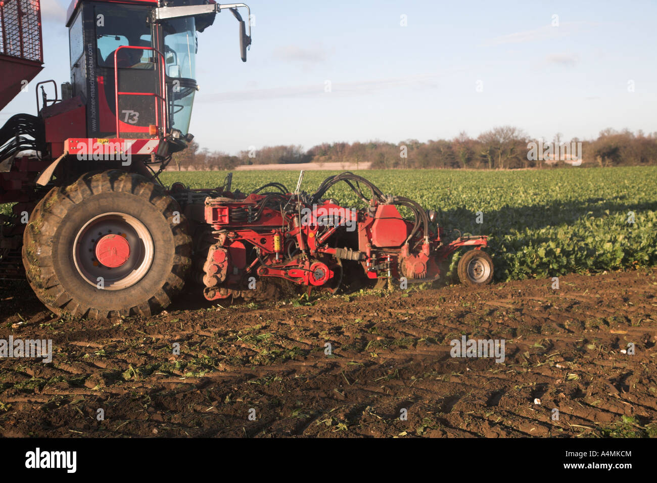 Holmer Terra Dos 3 barbabietola da zucchero harvester Rendlesham, Suffolk, Inghilterra Foto Stock