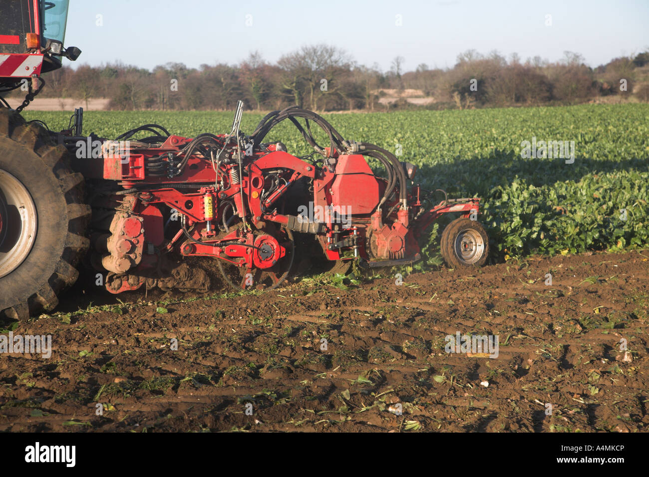 Holmer Terra Dos 3 barbabietola da zucchero harvester Rendlesham, Suffolk, Inghilterra Foto Stock