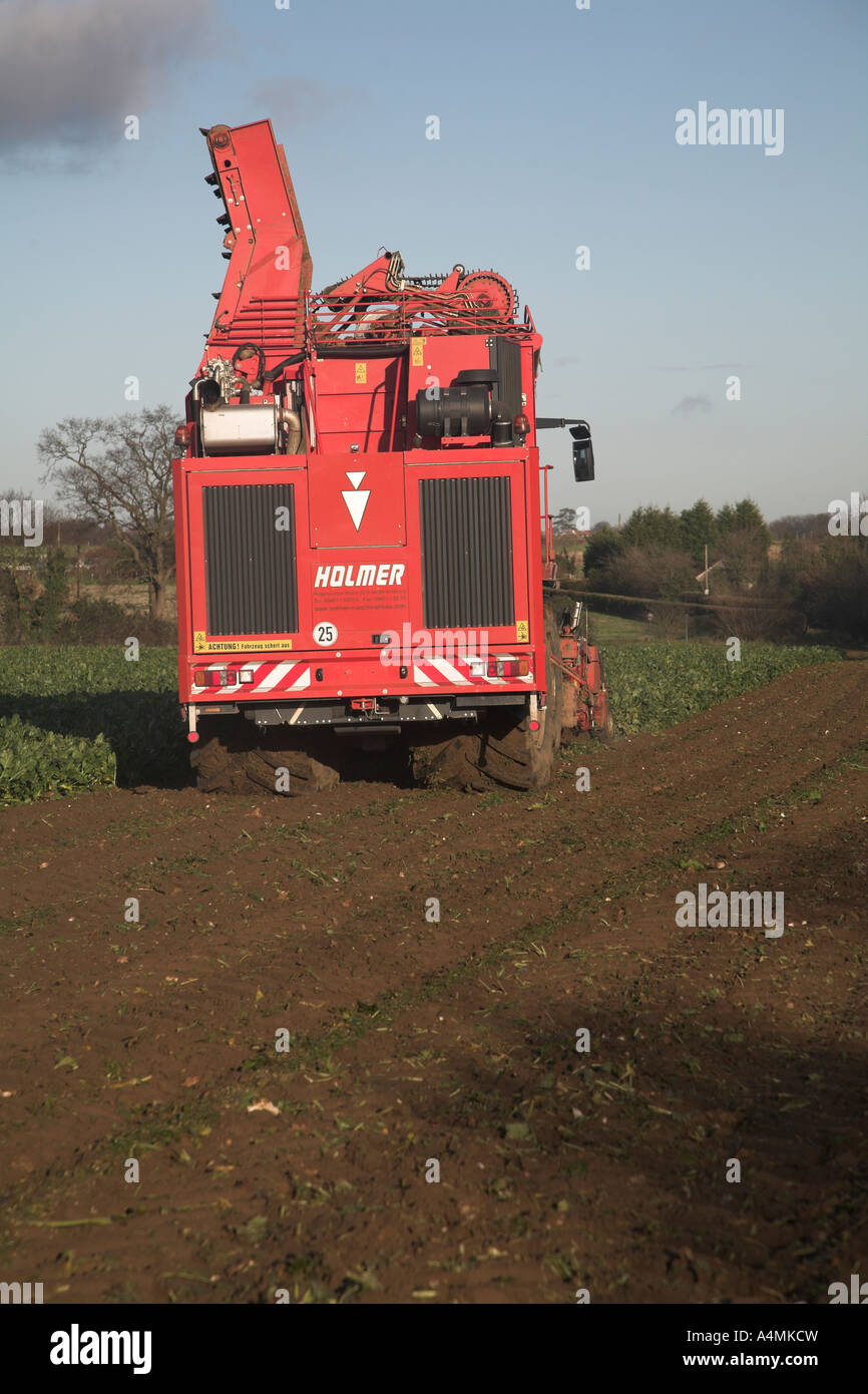 Holmer Terra Dos 3 barbabietola da zucchero harvester Rendlesham, Suffolk, Inghilterra Foto Stock