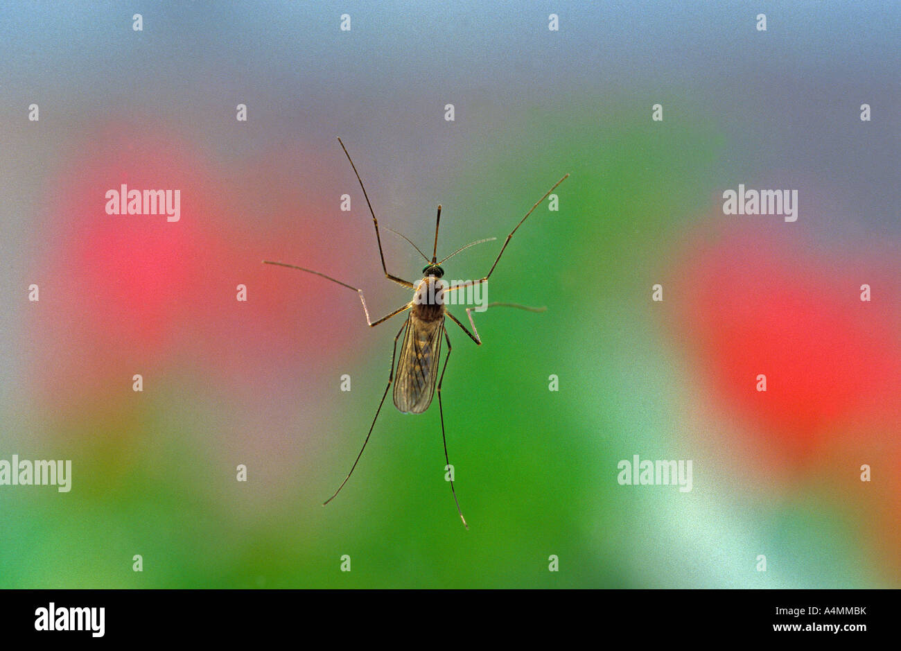 Una femmina di zanzara. Moustique femelle. Foto Stock
