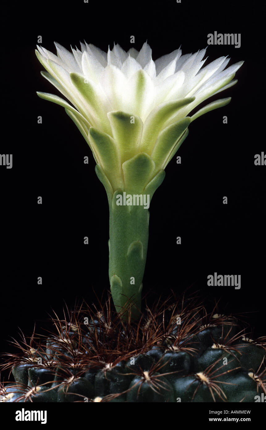 Cactus in bloom (Gymnocalycium bruchii) su uno sfondo nero. Cactus en fleur (Gymnocalycium bruchii) sur fond noir. Foto Stock