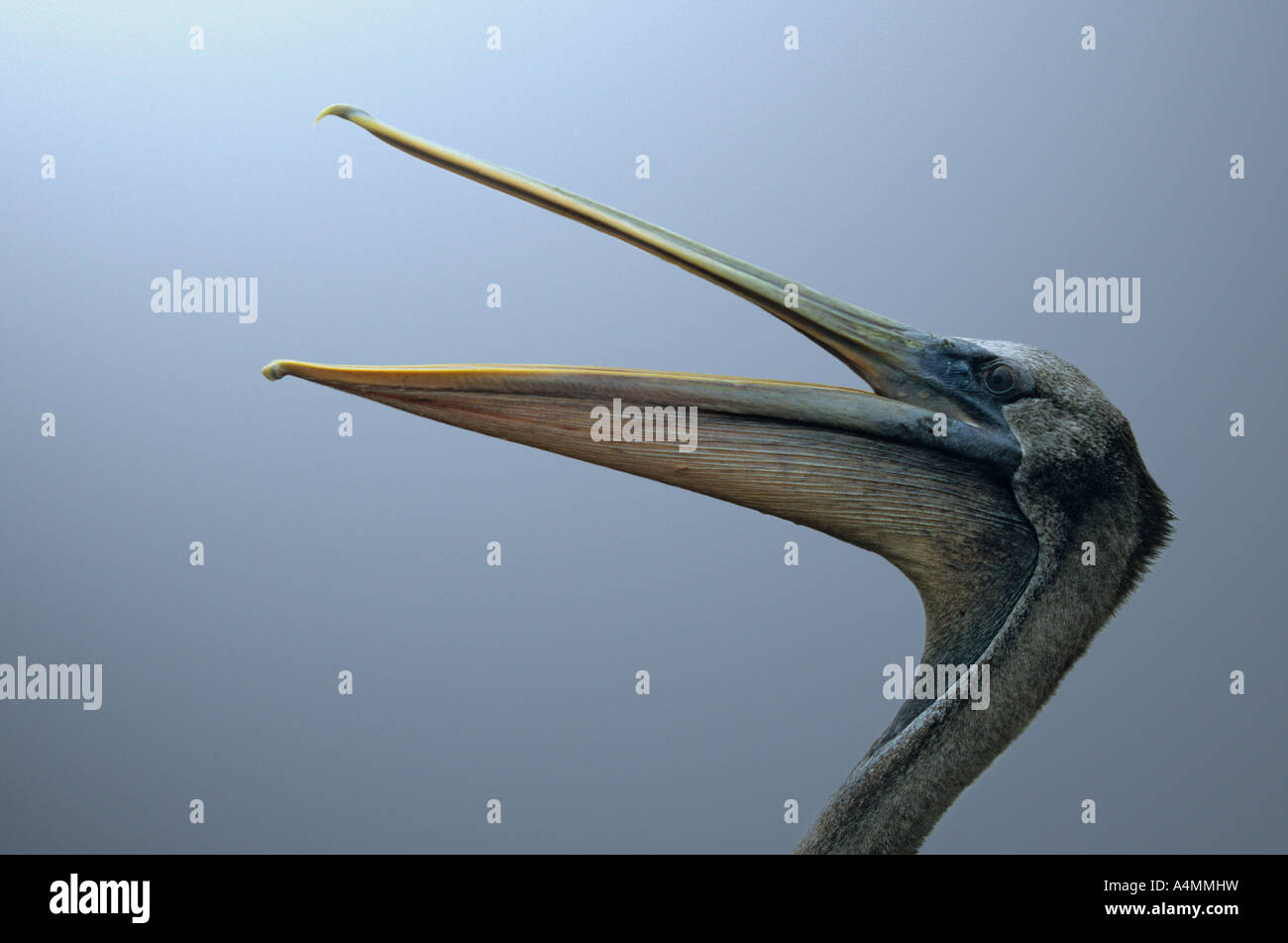 Fotografia di un pellicano marrone (Pelecanus occidentalis). Il Perù. Ritratto d'onu pélican brun (Pelecanus occidentalis). Pérou. Foto Stock