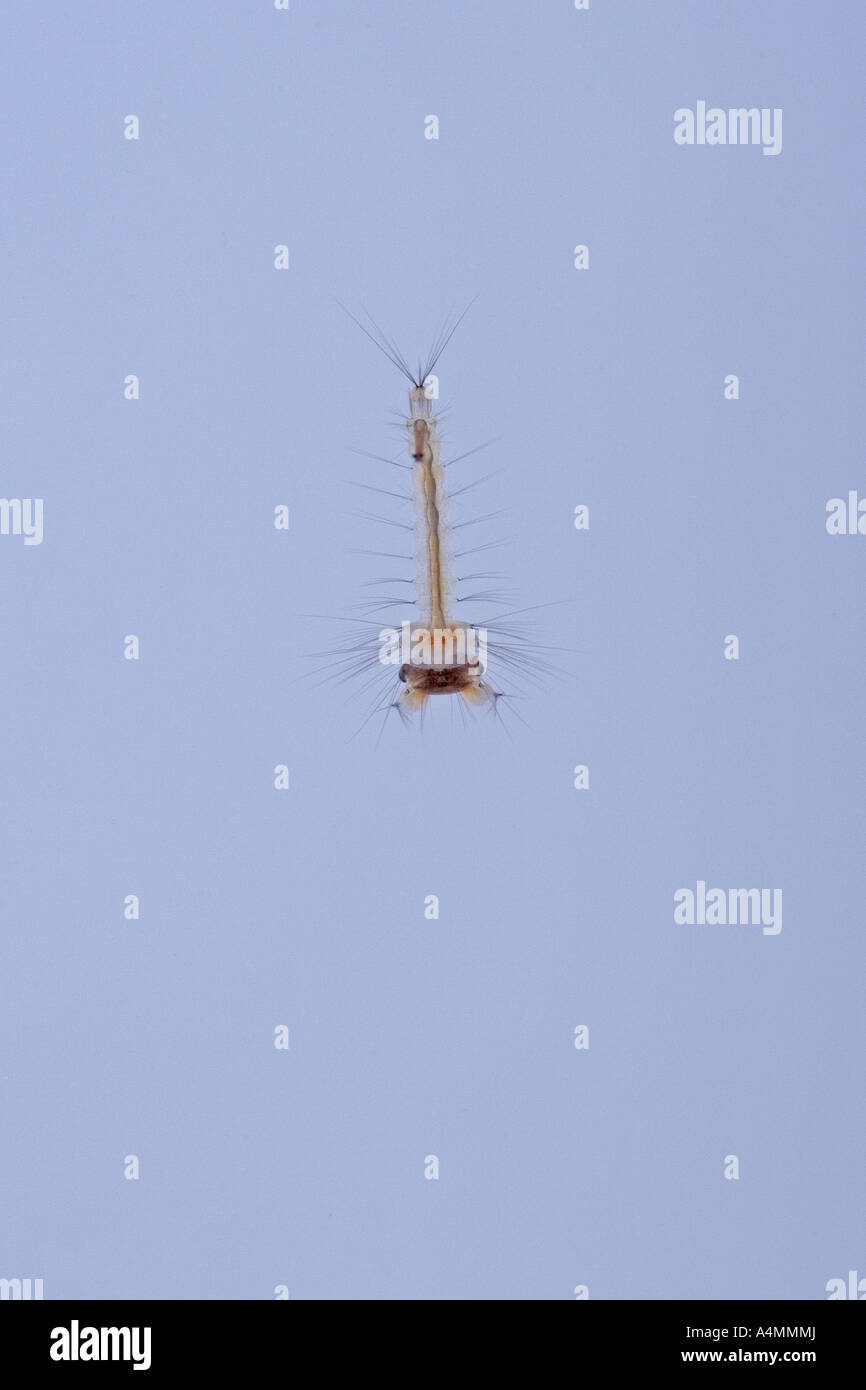 Le larve delle zanzare comune (Culex pipiens). Larves de moustiques domestiques communs (Culex pipiens). Foto Stock