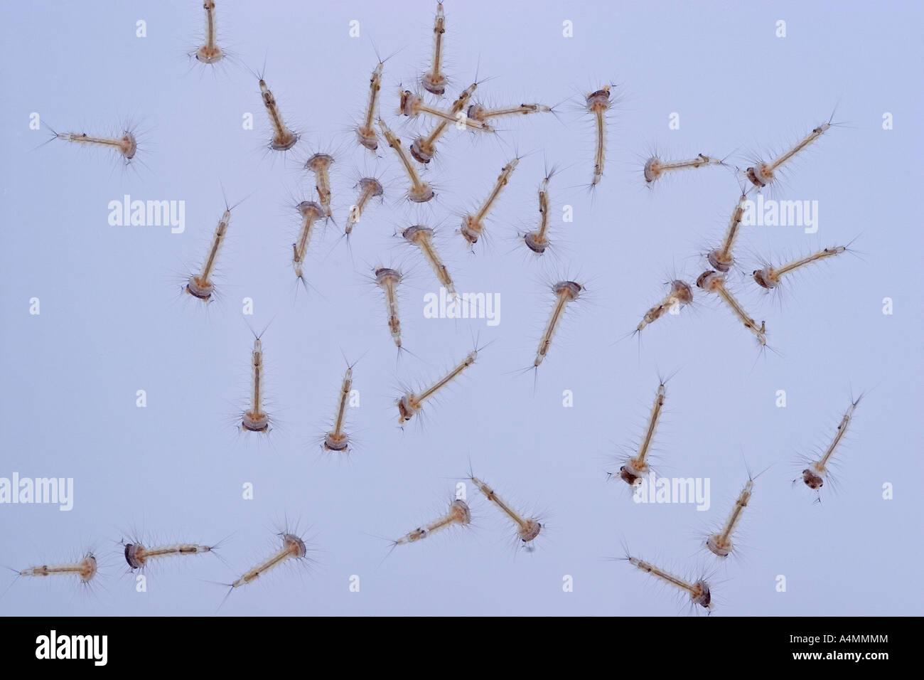 Le larve delle zanzare comune (Culex pipiens). Larves de moustiques domestiques communs (Culex pipiens). Foto Stock