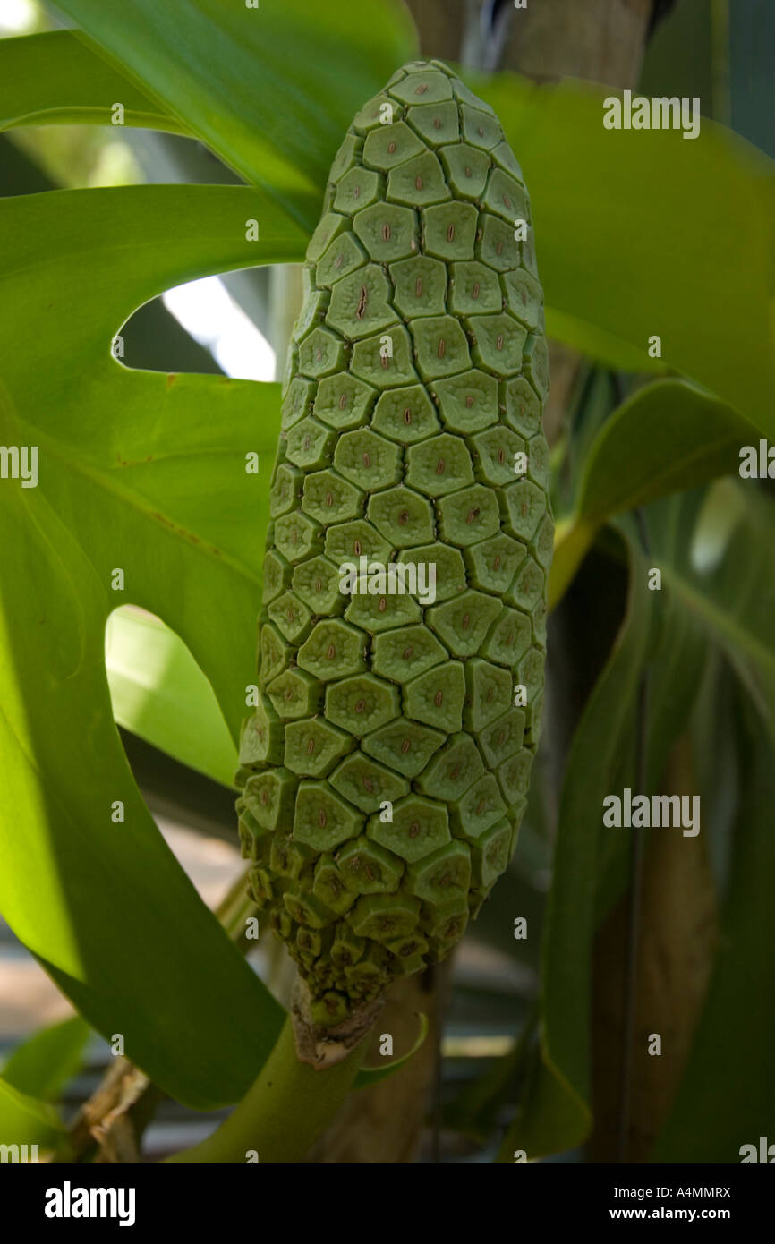 Un tropicali Frutta cilindrica: il ceriman. Frutto du philodendron (Monstera deliciosa). Foto Stock