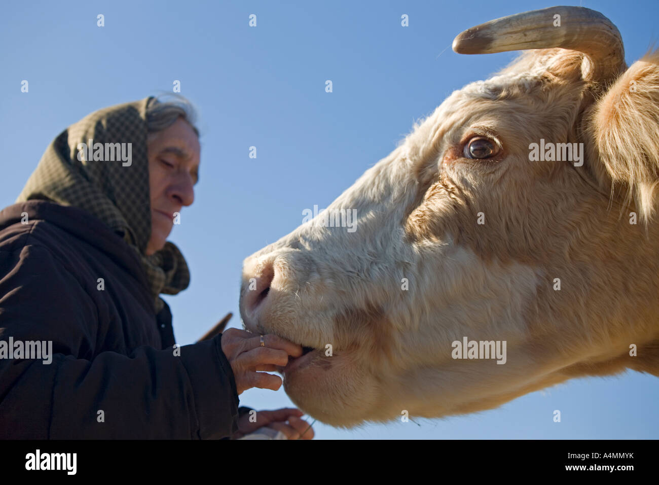 Una mucca mano-alimentato da un'Ardeche countrywoman (Francia). Ardéchoise Agricultrice nourrissant une vache à la principale (Francia). Foto Stock