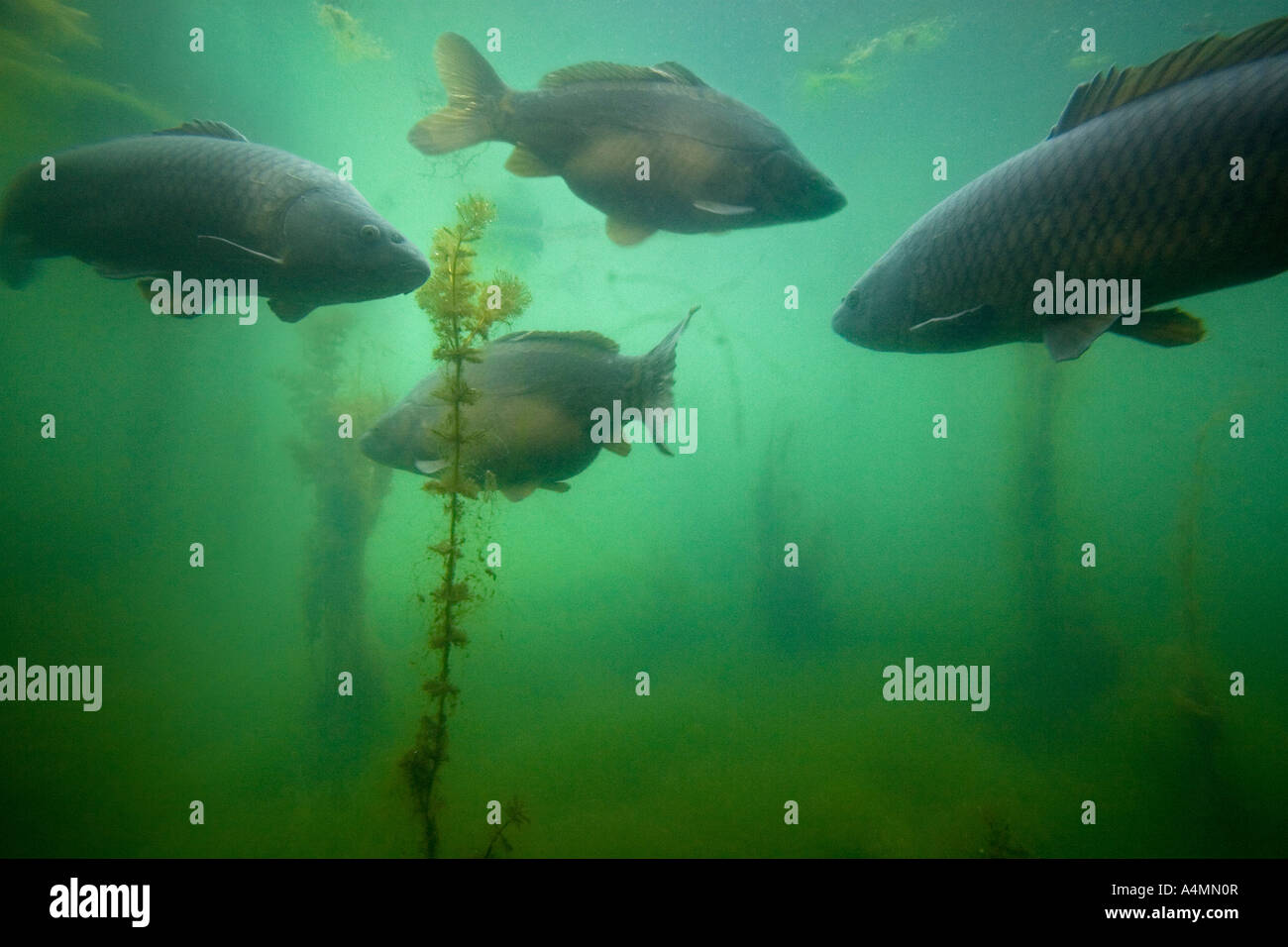 Specchio di carpe e comuni in un ambiente naturale (Francia). Carpes miroirs et carpes comuni en milieu naturel (Francia). Foto Stock