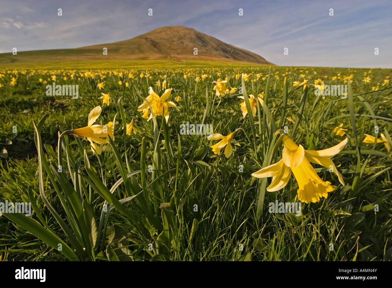 Un campo di narcisi al Saint Robert Cross Pass (Francia). Champ de jonquilles, au col de la Croix Saint Robert (Francia). Foto Stock