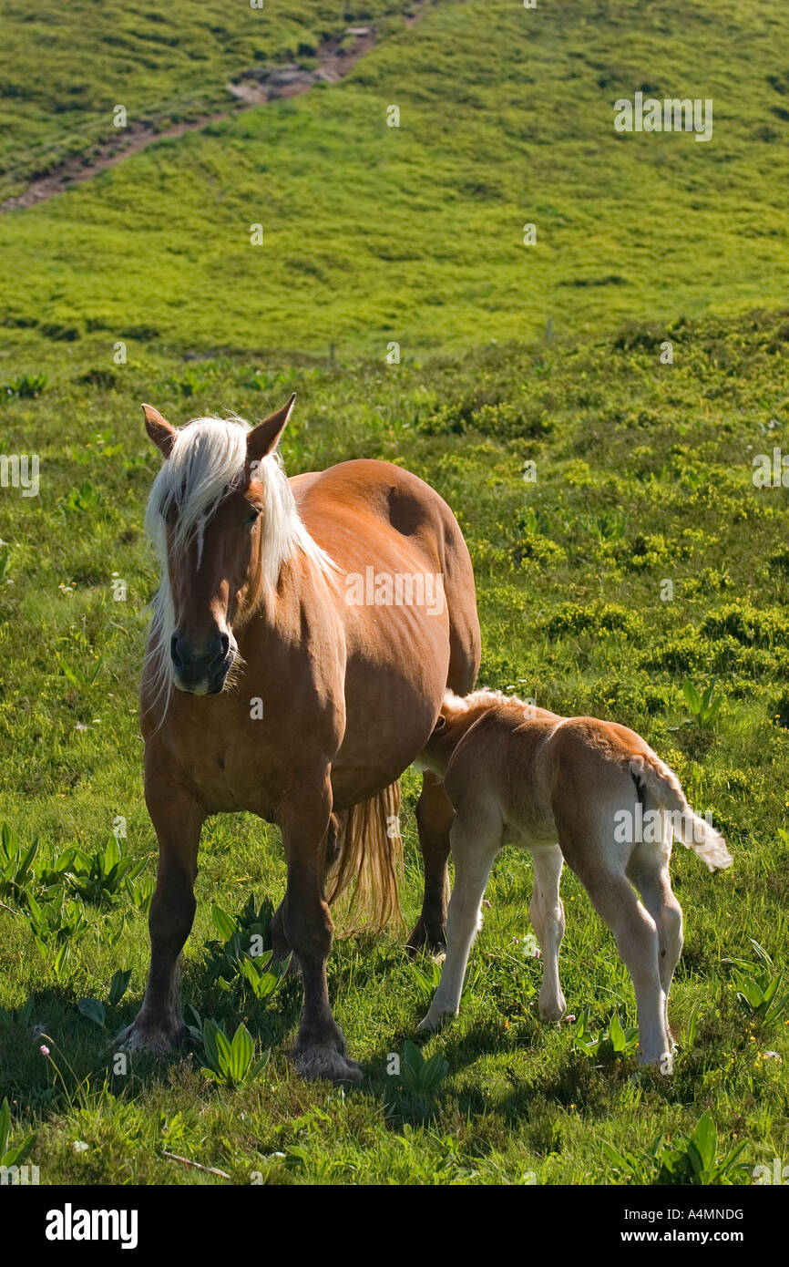 Un Franche-Comté mare e il suo puledro nel massiccio del Sancy (Francia). Jument Comtoise et son poulain dans le Massif du Sancy (Francia). Foto Stock