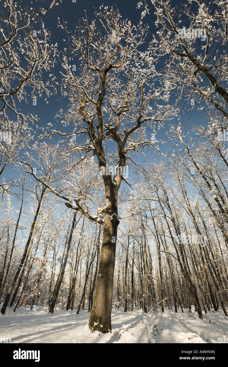 Un innevato bosco di quercia (Quercus petraea). Allier - Francia. Forêt de chênes (Quercus petraea) recouverte de neige (Allier - Francia). Foto Stock