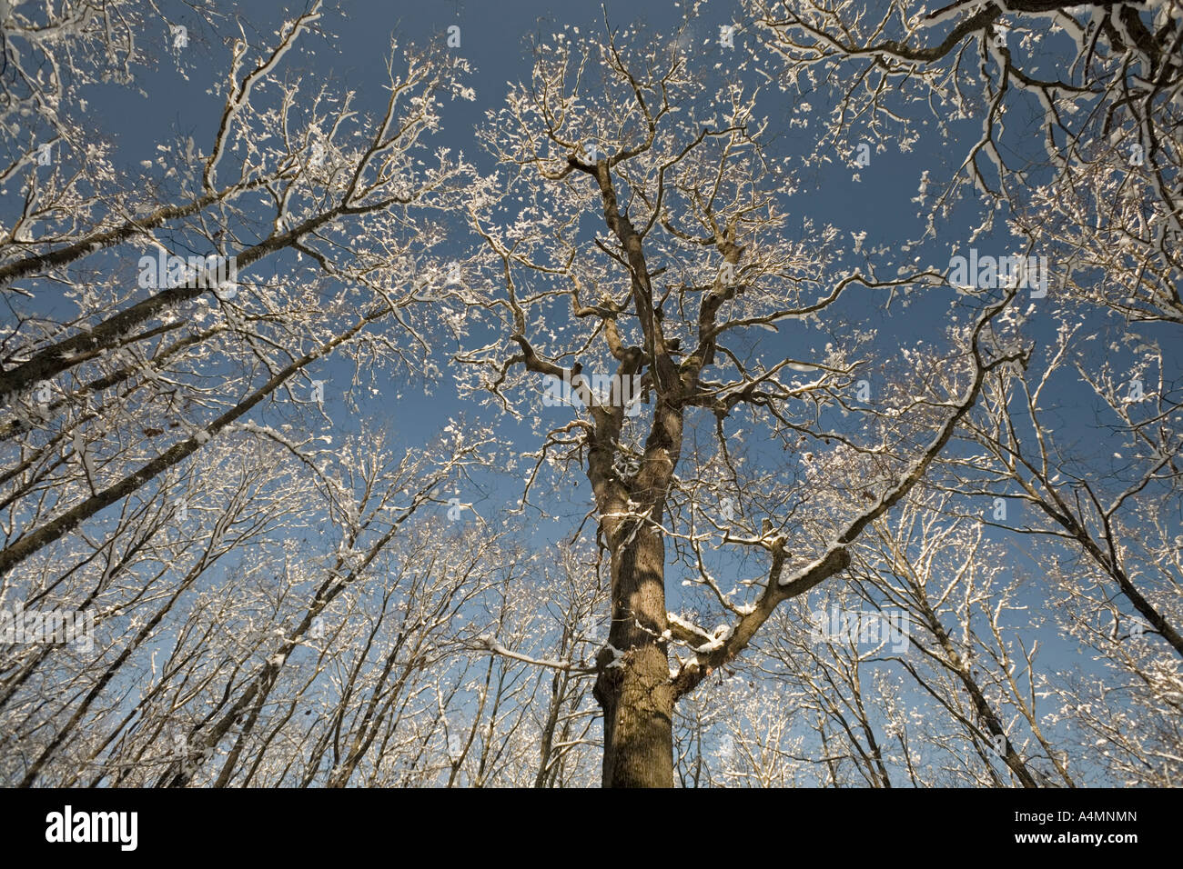 Un innevato bosco di quercia (Quercus petraea). Allier - Francia. Forêt de chênes (Quercus petraea) recouverte de neige (Allier - Francia). Foto Stock