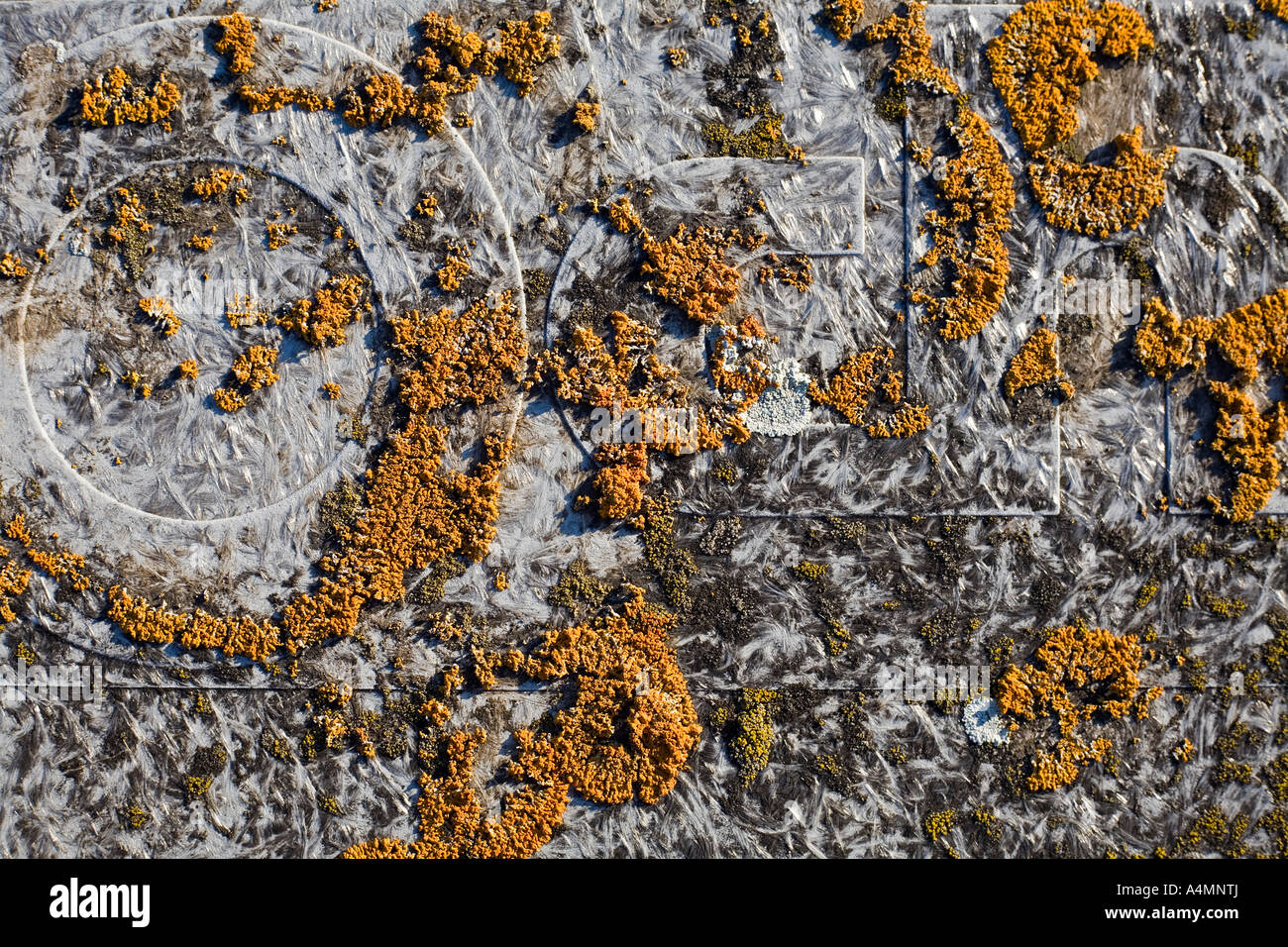 Shore (lichene Xanthoria parietina) colonizzando una pattumiera coperchio. Il Lichen parmélie des murailles colonisant onu couvercle de poubelle. Foto Stock