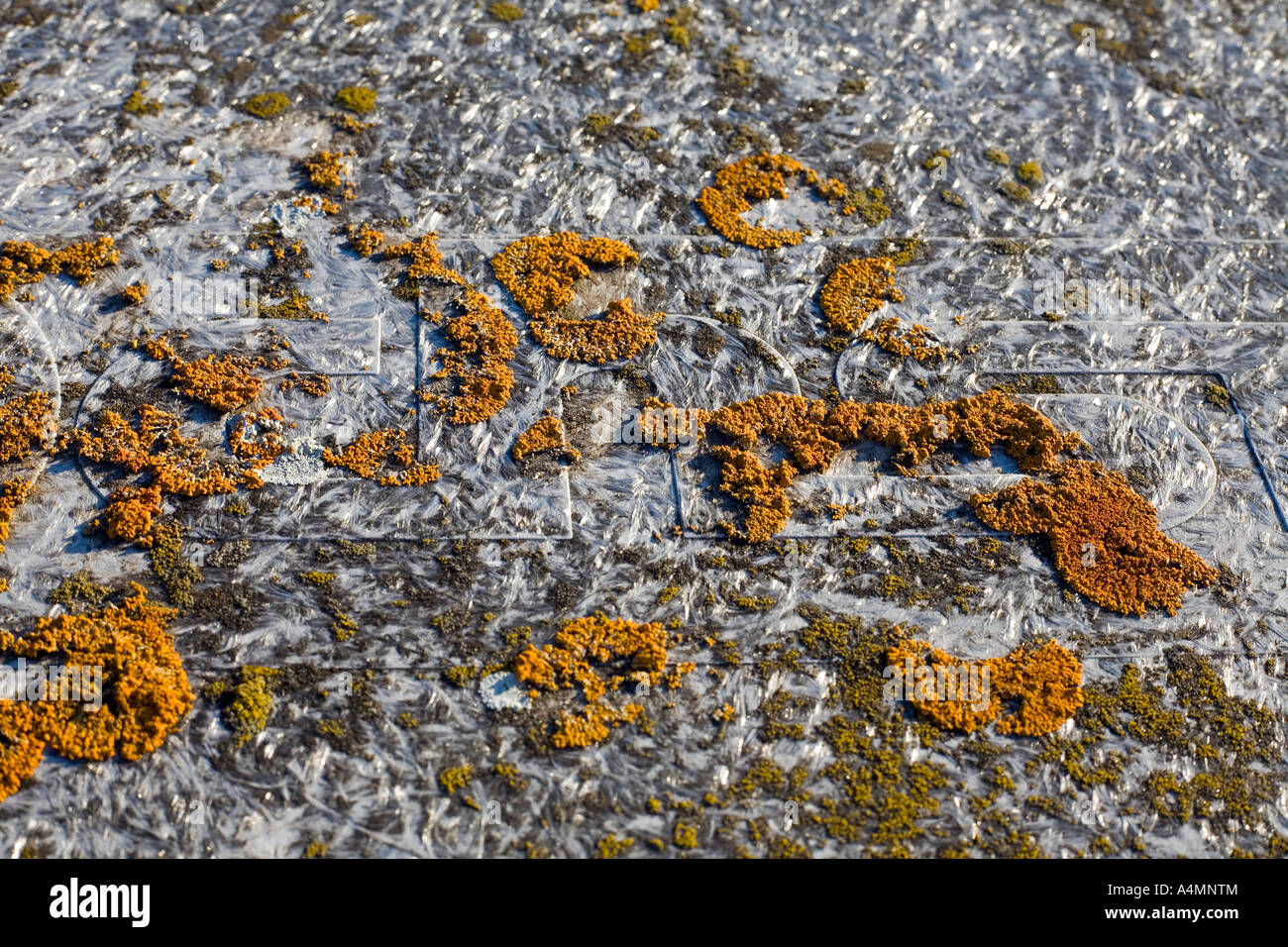 Shore (lichene Xanthoria parietina) colonizzando una pattumiera coperchio. Il Lichen parmélie des murailles colonisant onu couvercle de poubelle. Foto Stock
