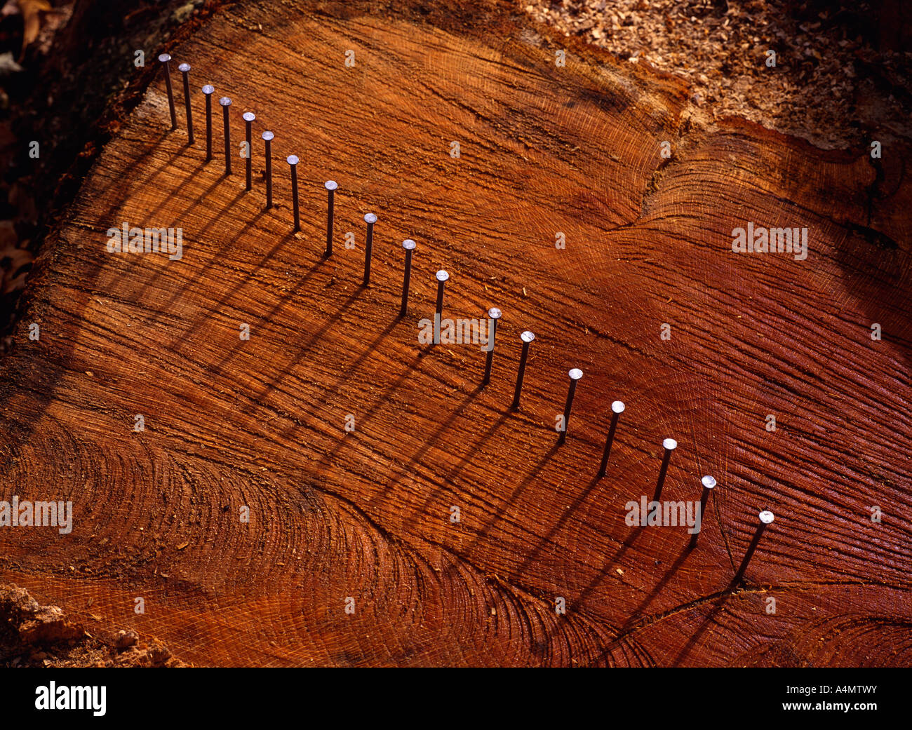 Castagno quercia moncone (QUERCUS MONTANA) mostra annuale degli anelli di crescita con chiodi che indica 5 anno gli intervalli di crescita/PENNSYLVANIA Foto Stock