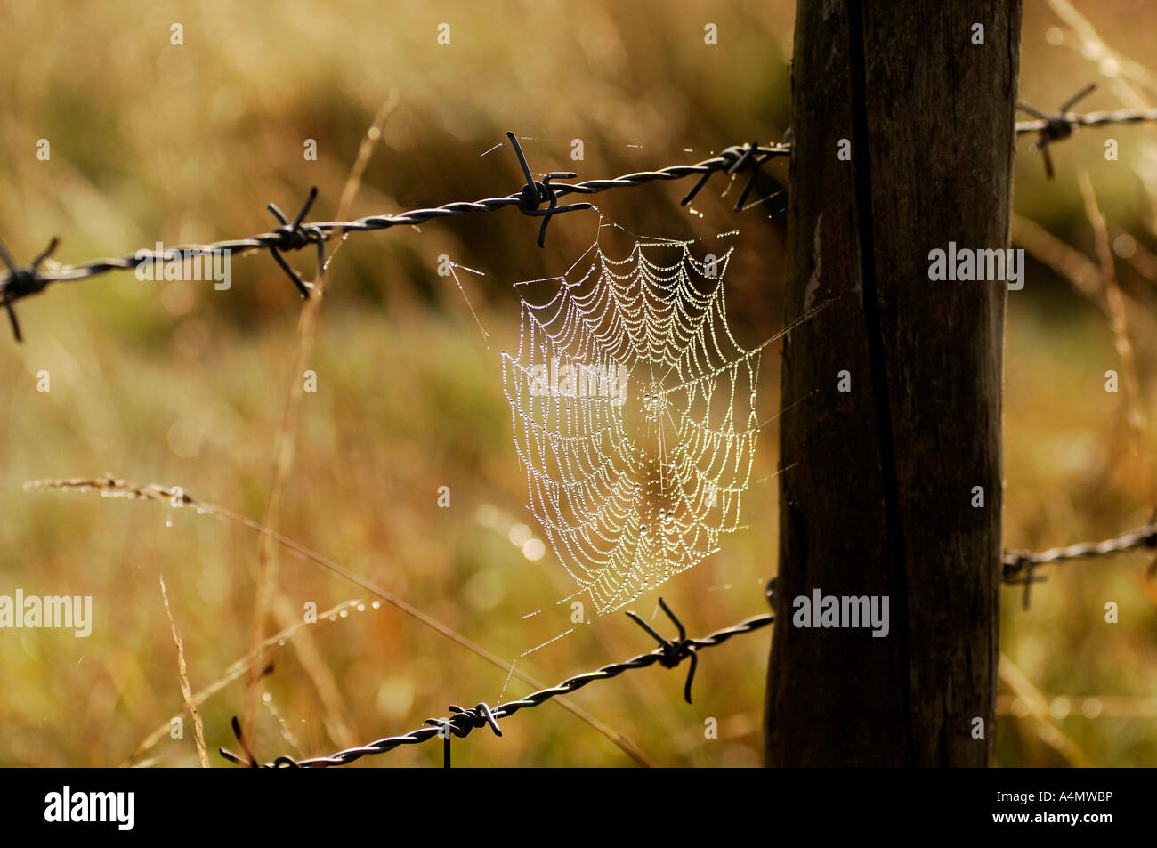 Una spider web,su un autunno mattina,brilla in rugiada Foto Stock