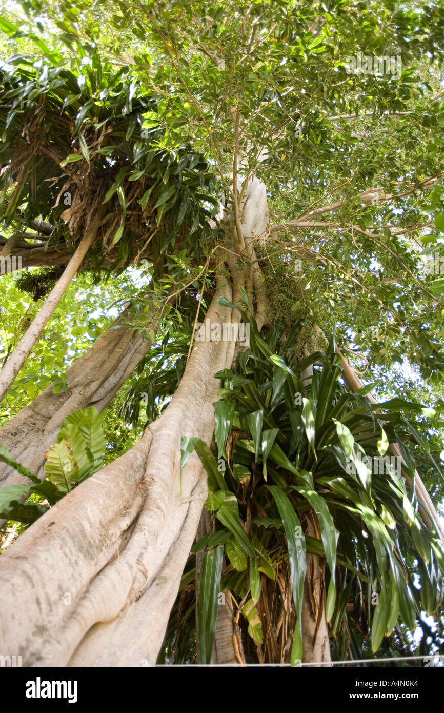 Malaysia Sabah Borneo Sipadan Island soffoca la fig tree Foto Stock
