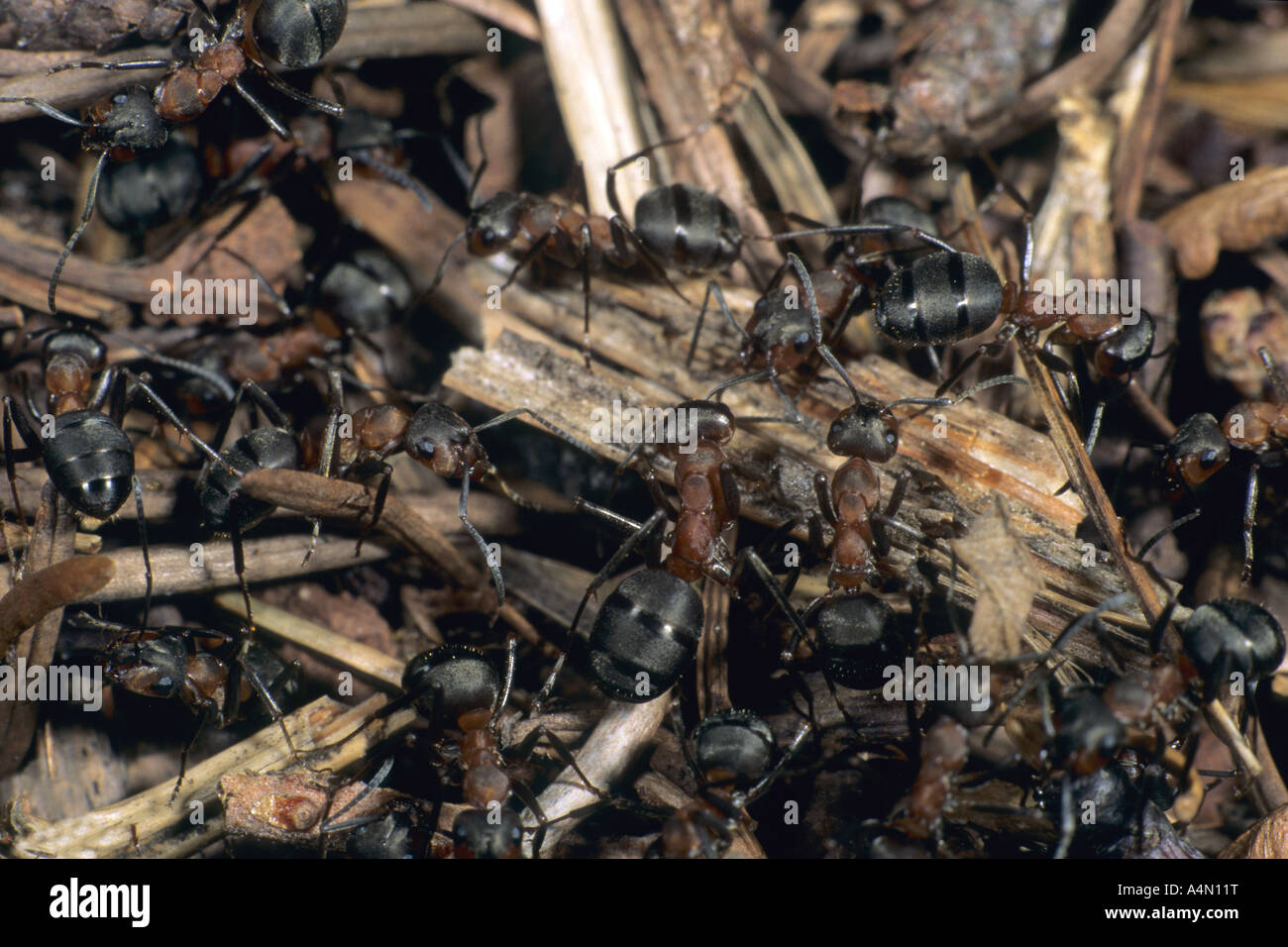 Legno formiche Formica aquilonis sul nido Foto Stock