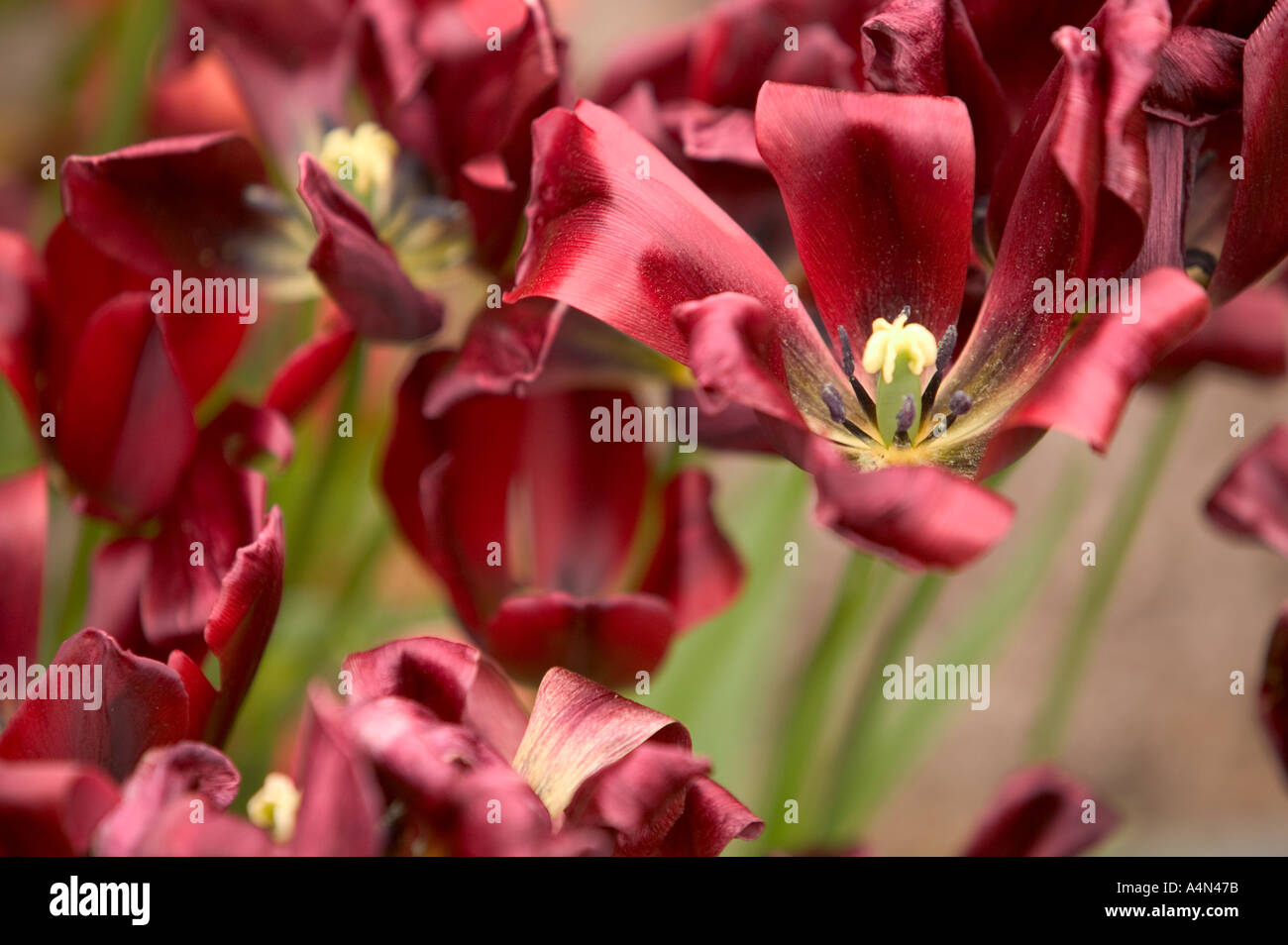 Tulip fiori andando oltre Foto Stock