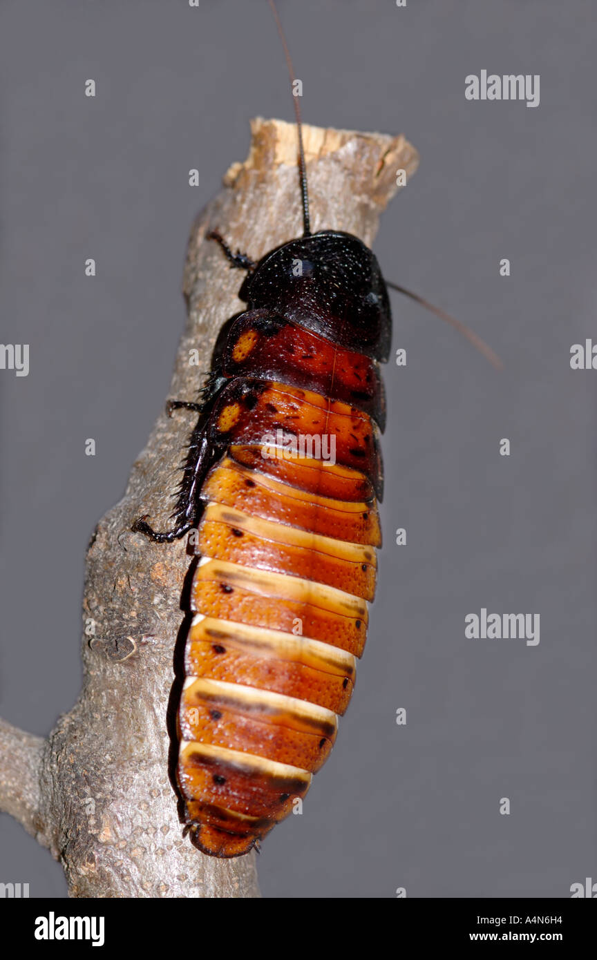 Madagascar scarafaggio sibilante Gromphadorhina portentosa in un'aula. Foto Stock