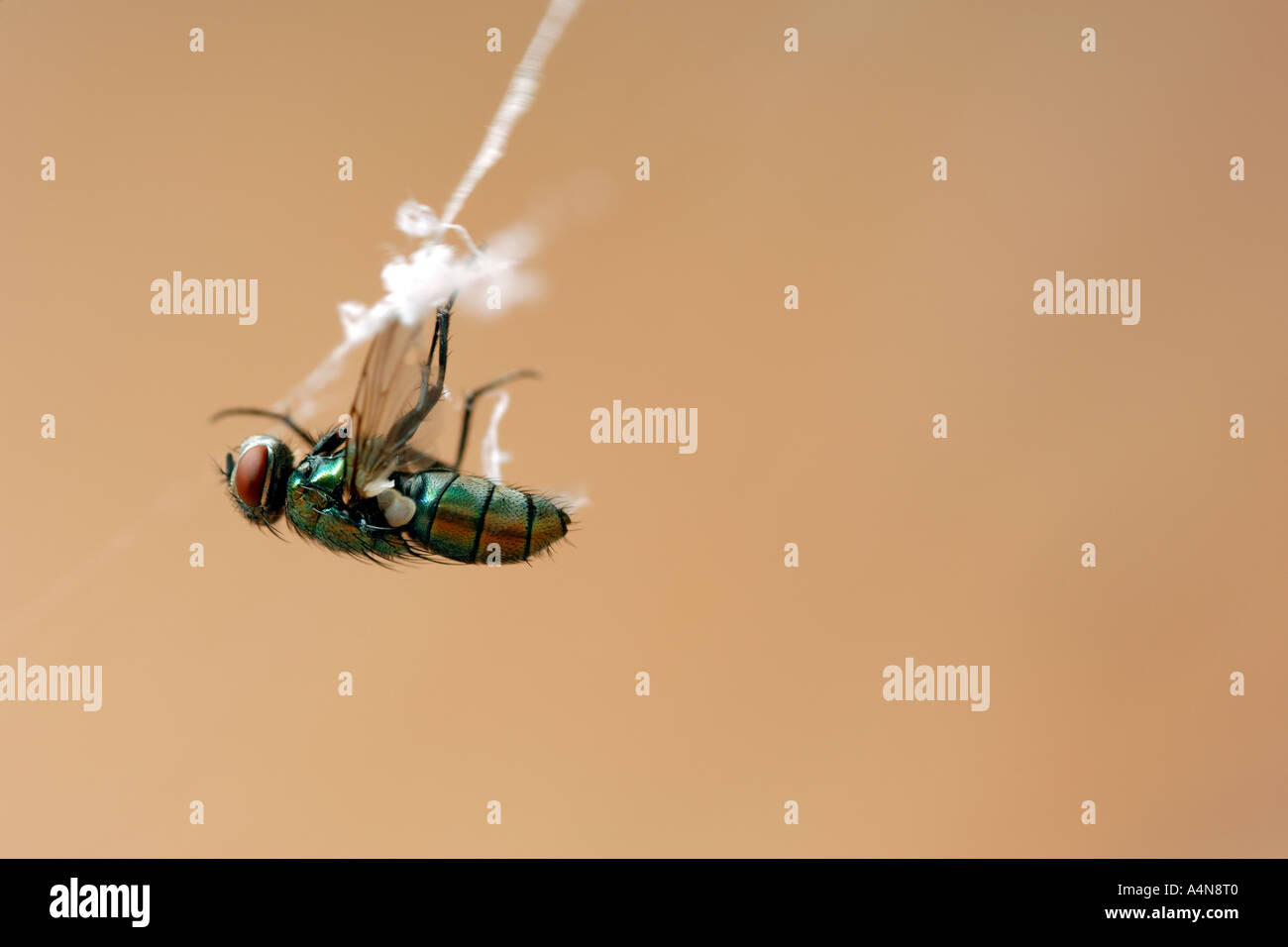 Una casa fly catturati in una tela di ragno. Foto Stock