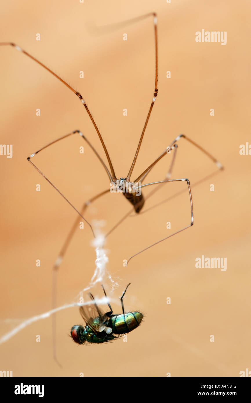 Un Daddy Long legs spider (Pholcus phalangioides) imbalsamazione una casa fly catturati nella sua web. Foto Stock