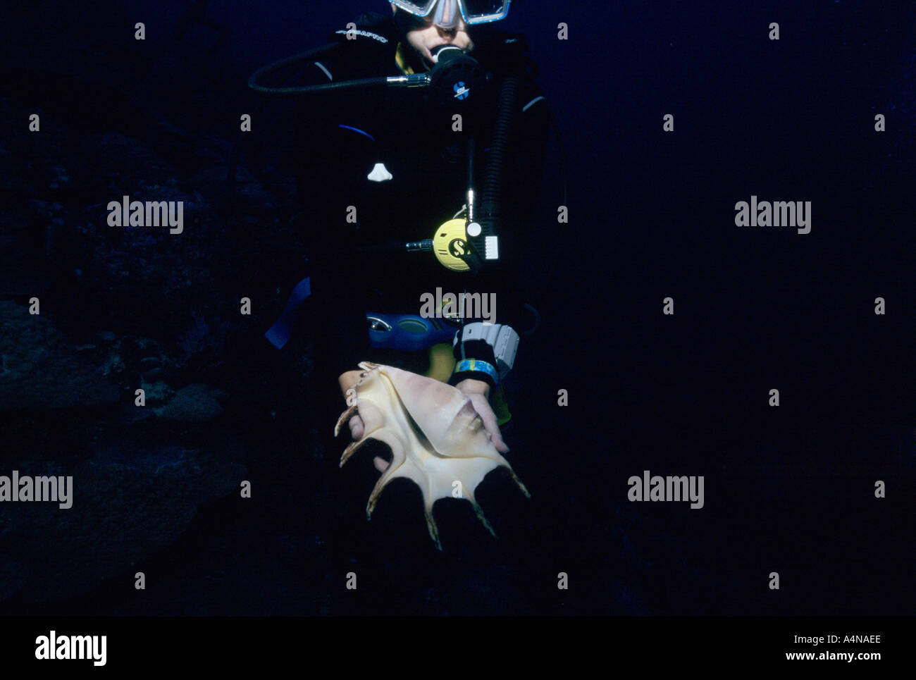 Sommozzatore holding conchiglia scoperto subacqueo in immersione notturna nelle Isole Marshall da Matt Harris Foto Stock