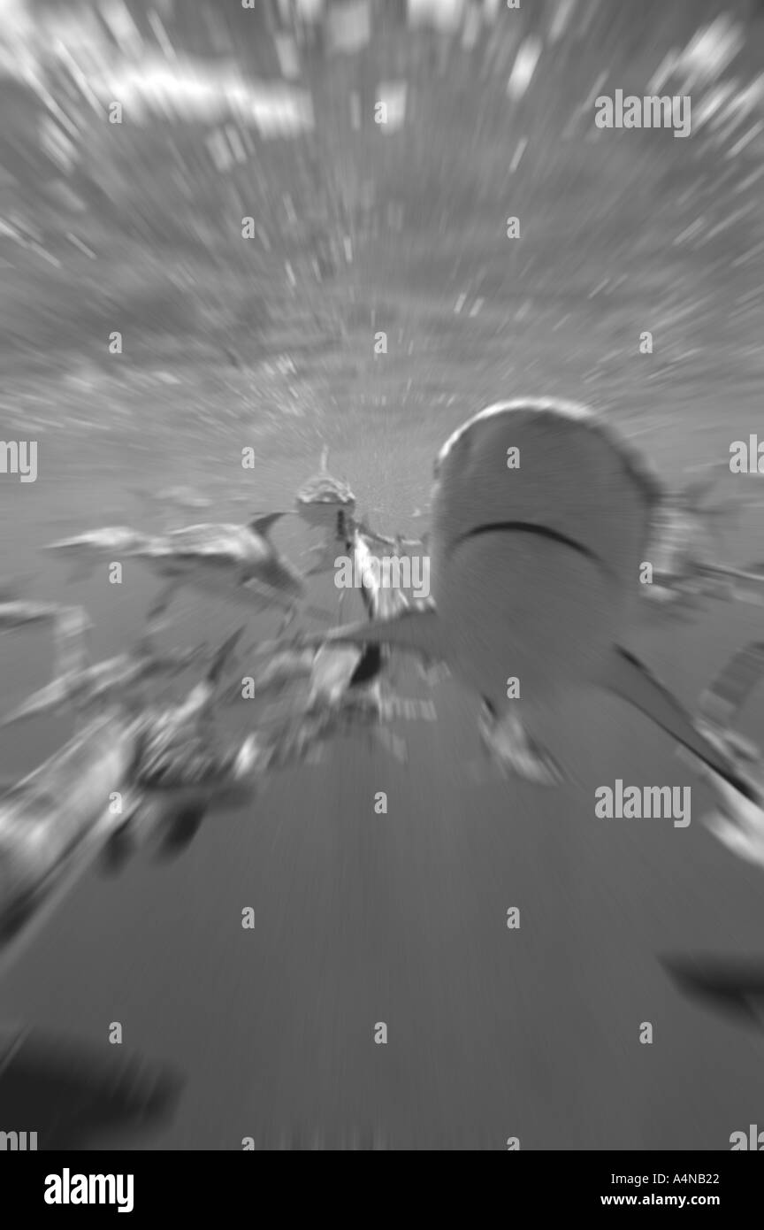 Lo squalo grigio di barriera attaccando esca sott'acqua di Bikini Atoll B W migliorate digitalmente da Matt Harris Foto Stock