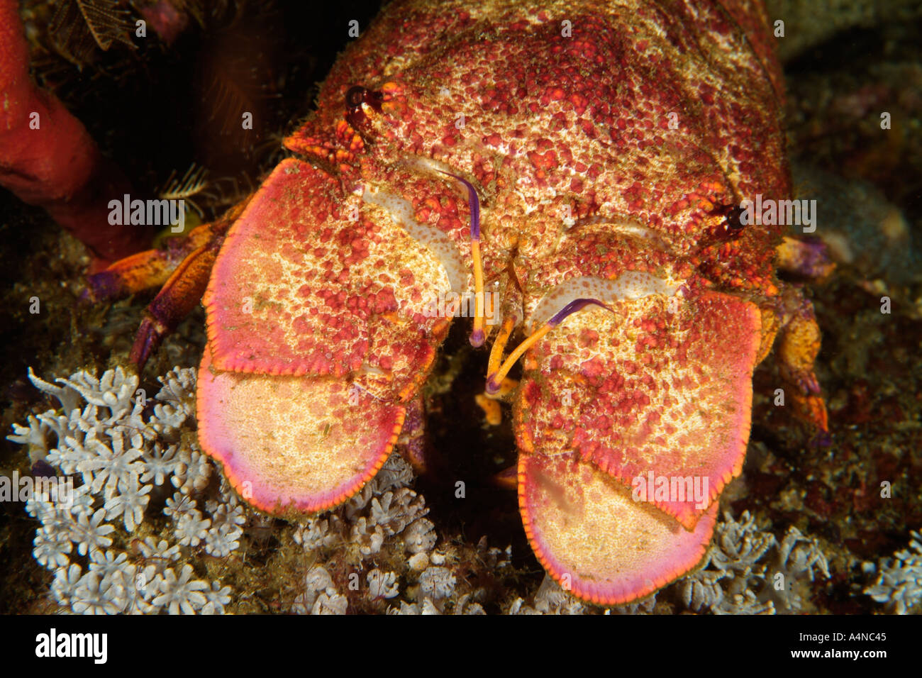 Nm0034 D SLIPPER LOBSTER Scyllarides haanii Indonesia Indo Oceano Pacifico Copyright Brandon Cole Foto Stock