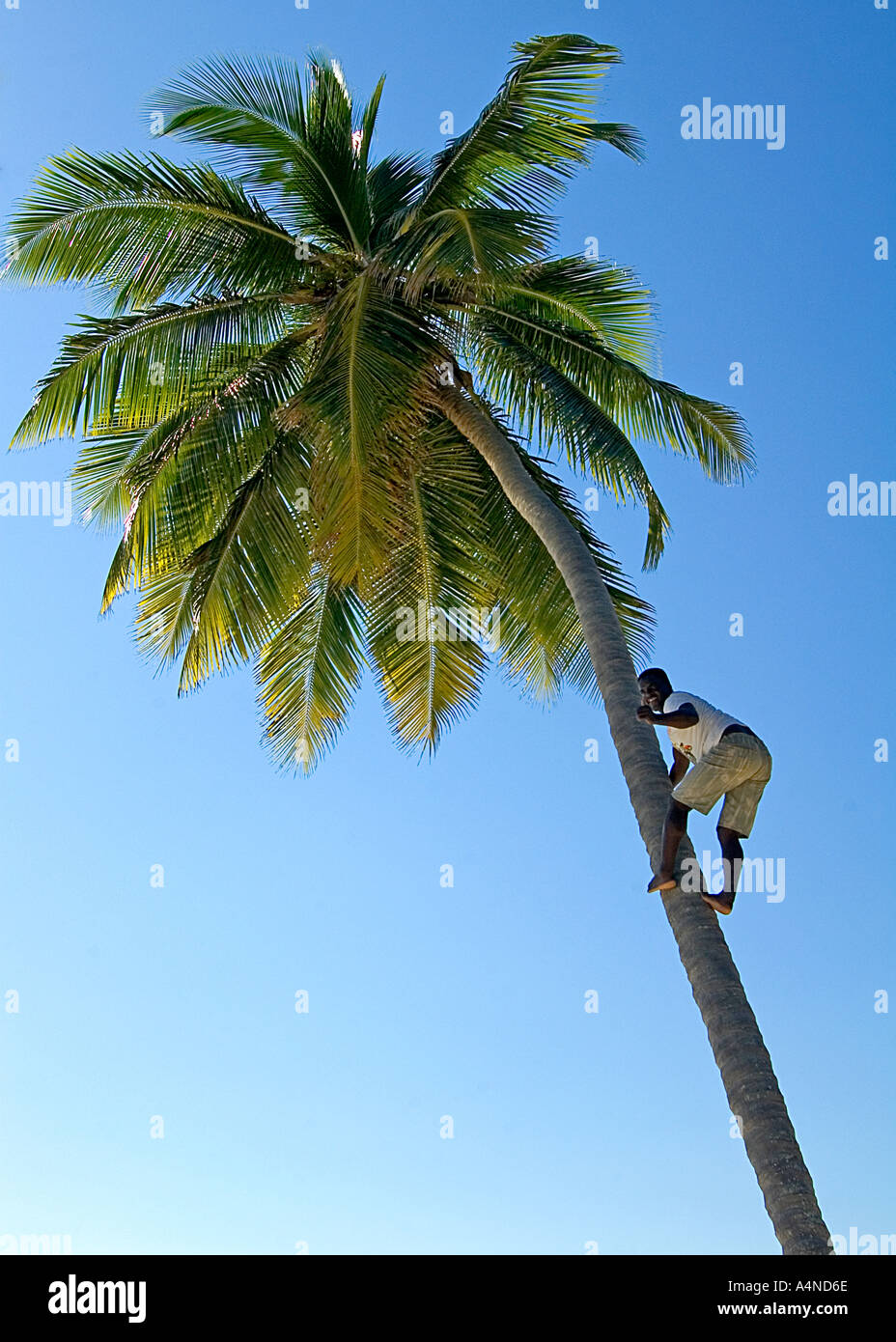Uomo locale di arrampicarsi su un albero di palma a Cayo Levantado, Repubblica Dominicana, dei Caraibi e America centrale Foto Stock