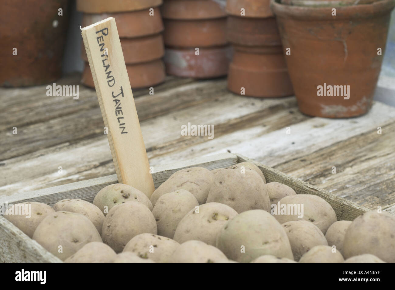 Tuberi seme di patate impostato in un vassoio chitting in primavera UK Febbraio Foto Stock