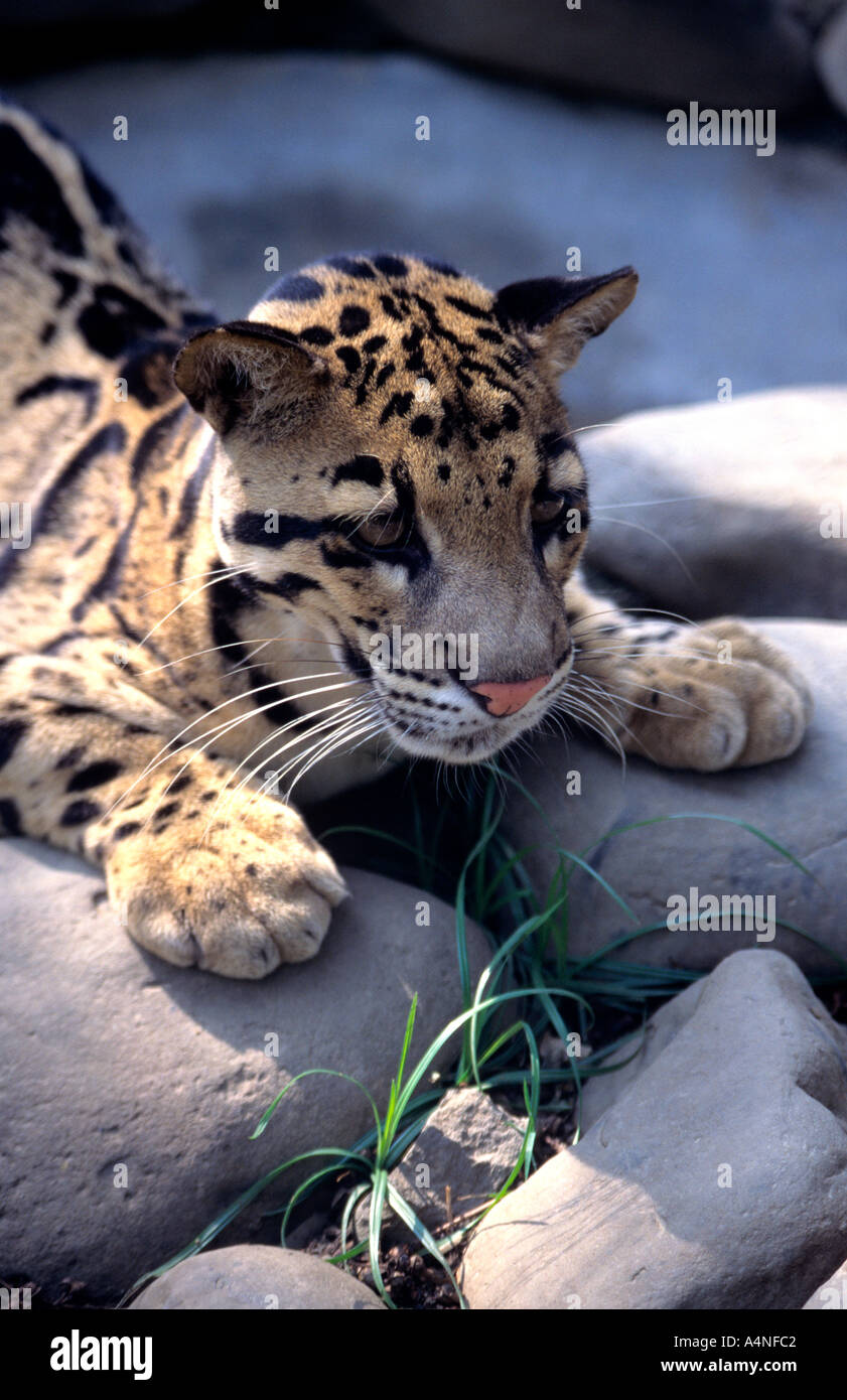 Il distintivo e squisiti leopardo nuvola si prepara a balzare sulla preda Foto Stock