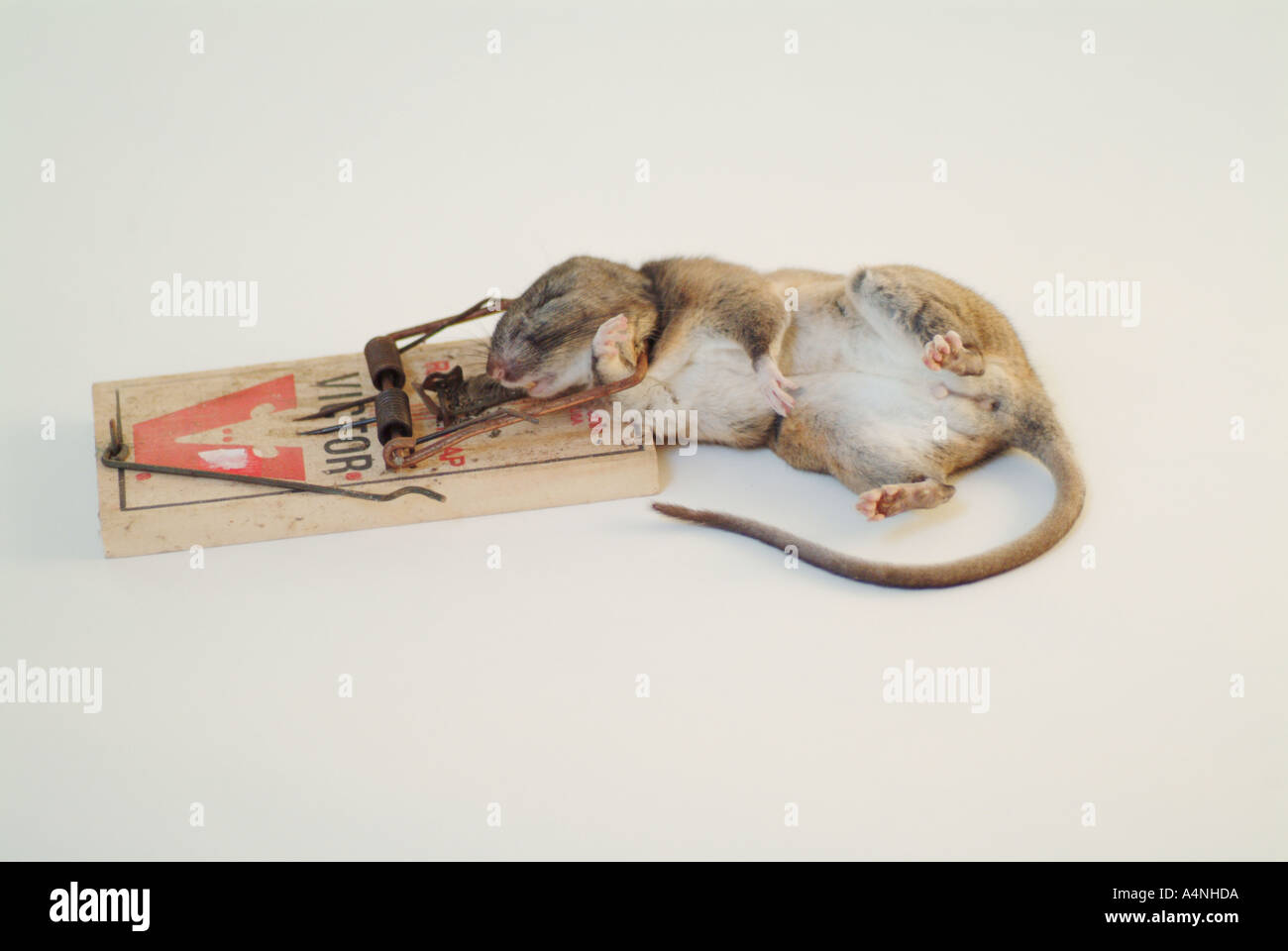 Un morto Dusky Footed Woodrat ucciso da un rat trap PR M 101 Foto Stock