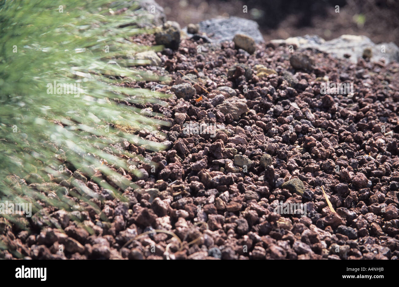 Close-up del suolo di origine vulcanica di Tenerife Isole Canarie Spagna Foto Stock