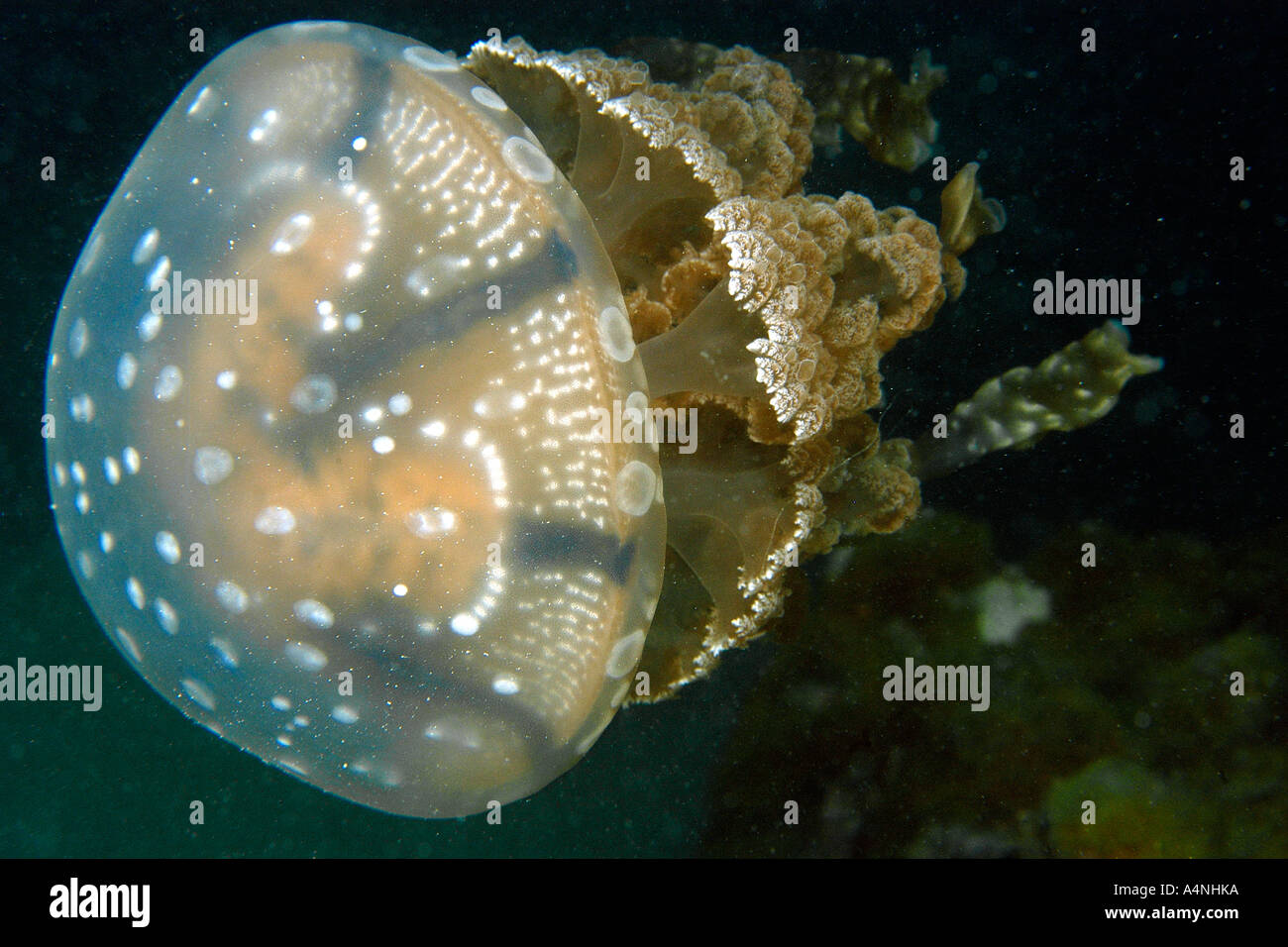 Medusa Mastigias sp Palau Micronesia Foto Stock