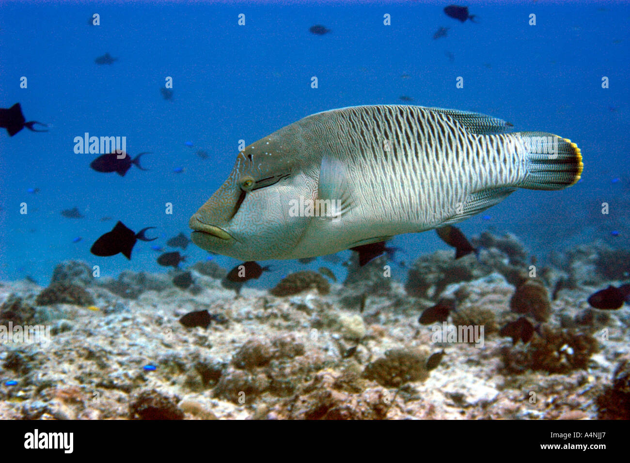 Fase iniziale un pesce napoleone Cheilinus undulatus angolo blu Palau Micronesia Foto Stock