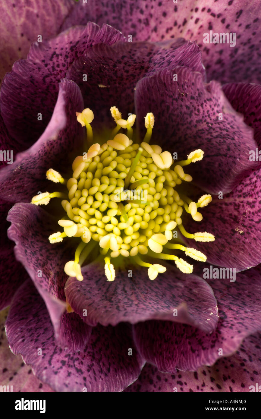 Helleborus orientalis hillier ibrido forma doppia close up dettaglio shot potton bedfordshire Foto Stock