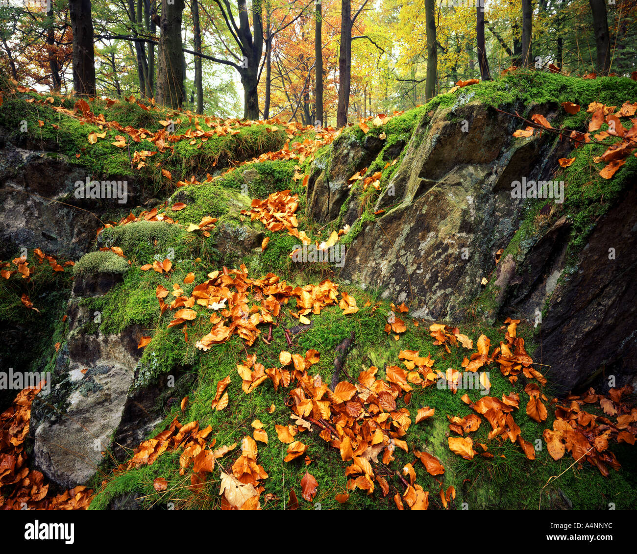 GB - CUMBRIA: autunno a Grasmere legno nel Parco Nazionale del Distretto dei Laghi Foto Stock